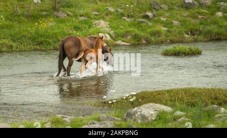 Chevaux sauvages mare et son poulain en travers de la rivière, dans les gammes de Kaimanawa, Plateau central, Nouvelle-Zélande Banque D'Images