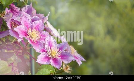 Une belle fleur de clématite lilas double pousse sur une pergola dans le jardin. Close up. Copy space Banque D'Images