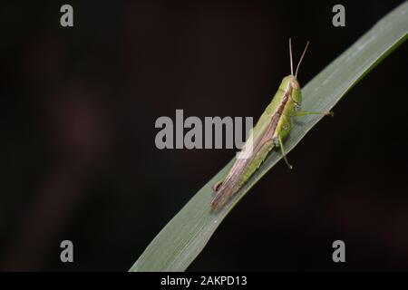 Une jeune sauterelle verte assise sur une feuille d'herbe verte. Surakarta, Indonésie. Banque D'Images
