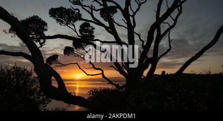 Lever du soleil encadré par la silhouette des branches d'arbre à réserve historique de Tapeka, Russell, Bay of Island Banque D'Images