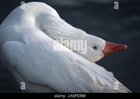 Beau cygne blanc sauvage avec sa tête penchée en arrière dans l'ouest de Spring Park Auckland Banque D'Images