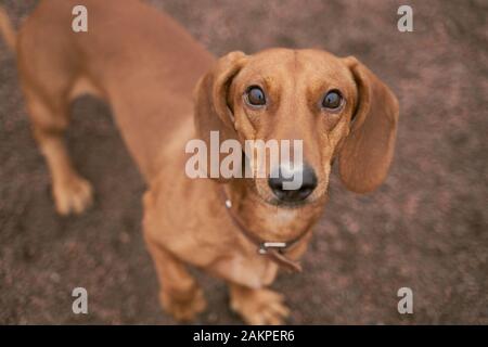 Race de chien Teckel couleur brun regardez attentivement jusqu Banque D'Images