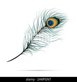 Plume de paon sur fond isolé. Vecteur Illustration de Vecteur