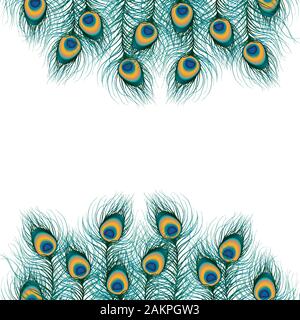 Plume de paon sur fond isolé. Vecteur Illustration de Vecteur