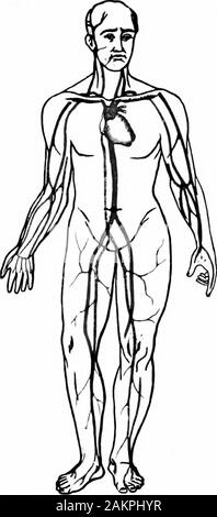 Accidents et urgences ; un manuel sur le traitement des urgences médicales et chirurgicales en l'absence d'un médecin . l'utilité pratique. Le sang commence à partir du côté gauche du cœur, et est drivenfirst dans l'aorte, qui serpente sur l'arrière au-dessus de l'heartand descend le long du côté gauche de la colonne vertébrale, dans thechest et l'abdomen. À partir de ce qu'on appelle l'arc, à l'begm-ning, sont émis les vaisseaux qui alimentent la tête et des bras.L'ancien (artères carotides) il, une de chaque côté du vent-pipe, et diviser dans diverses directions. Le dernier virage forwardand sortir f Banque D'Images