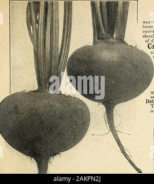 Farquhar's garden : annuel 1918 . Farquhars Fève à Worcester.Paquets de toutes les variétés de pôle et les haricots de Lima, 25 cents chacun, services postpayés. R. et J. FARQUHAR & Co., Boston. Les graines de légumes. 13. oJltll • 1 Remolacha (sp.), l'ensemencement, pour un début d'alimentation devrait être faite dès que le terrain peuvent beworked au printemps. Pour la campagne principale, semé au début de mai, et pour l'hiver,les betteraves de la première à la troisième semaine de juin. Semez en 15 pouces, des exercices d'andcover la semence d'un pouce. La plantes à 6 pouces à part. L'être soilshould bien cultivés et amendés avec profondément. Une once de semences à 50 feetof ; forage de 6 livres Banque D'Images