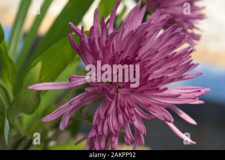 Belle fleur de chrysanthème araignée violet rose. Banque D'Images