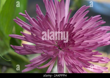 Belle fleur de chrysanthème araignée violet rose. Banque D'Images