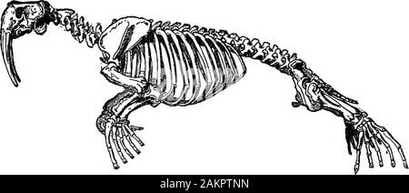 Première leçon de zoologie : adapté pour utilisation dans les écoles . La FiQ. 258.-Eough (Phoca hispida). Les orteils palmés ; l'empêcher d'être prolongé une paire, de sorte qu'il leur est impossible de marcher. Il livefor la plupart dans la mer sur le poisson, shufflingout occasionnellement de l'eau et situé sur les rochers de la côte. 260 PREMIÈRES LEÇONS en zoologie. ^ dans le morse (Fig. 359) Les canines supérieures par formtusks où la créature peut grimper sur des gâteaux de glace,ou creuser pour les palourdes, sa principale nourriture, dans la boue profonde. ofbays Bien que le Carnivora sont destructrices et souvent injuriousto les animaux domestiques, Banque D'Images