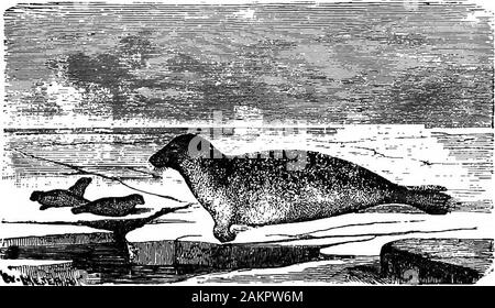 Première leçon de zoologie : adapté pour utilisation dans les écoles . Fig. 267-SkuUof le Lion. Mais avant de nous décrire le Oarnivora mustdraw authentique, nous l'attention sur les joints (Fig. 358) et de leurs alliés, qui sont admirablement adaptée à une vie aquatique. Theirlimbs sont modifiés en nageoires pour utilisation dans la natation.. La FiQ. 258.-Eough (Phoca hispida). Les orteils palmés ; l'empêcher d'être prolongé une paire, de sorte qu'il leur est impossible de marcher. Il livefor la plupart dans la mer sur le poisson, shufflingout occasionnellement de l'eau et situé sur les rochers de la côte. 260 PREMIÈRES LEÇONS en zoologie. ^ dans Banque D'Images