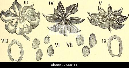 American journal of pharmacy . tar-anis en grenouilles et les lapins n'ont pas inducethe moindre symptômes anormaux. Am. Jour. PharmAug., 1881. J'Illicium religiosum et III, Anisatum. 415 Distinctions dans l'odeur, le goût, la composition chimique (le differentamounts de graisses, le constituant toxique, etc.), et physiolo-logique, l'action ne peut pas, du point de vue de la botaniste systématique,contribuer à caractériser deux usines comme des espèces différentes, puisqu'theseproperties, qui sont peut-être dues qu'à des différences quantitatives,peut dépendre des conditions climatiques. Yamaraoto Boyo, auteur du Hiak Banque D'Images