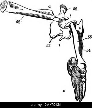 Première leçon de zoologie : adapté pour utilisation dans les écoles . est créature, comme les chauves-souris bearand, hiverne dans les mois d'hiver ; il passe devant le terrain de jeu des gelées, et rend un creuser fromfive à sept pieds de profondeur, habituellement en soU de sable. À cet oiseau de theend elle construit un nid d'herbe séchée, auquel il se trouve recroquevillé dans un état d'inconscience. Peculiarto les plaines de l'Ouest est le chien de prairie (Cynomys ludovi- LES MAMMIFÈRES dociles. CiawMs,245 ; voir frontispice, sur le côté droit) ; il est semi-social, et prend dans les pensionnaires que perforce et owl-snake rattle, qui dévorent ses jeunes. L Banque D'Images