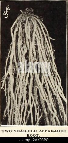 Jardin et farm manual : 1905 . Donalds Elmira asperges. Cette nouvelle l'asperge, firstintroduced attractedmuch a par nous, attention throughoutthe pays. Il a été originatedby Monsieur A. Donald, un prominentmarket jardinier de Elmira.Il a toujours réalisé de la main certains prix, et bien que le producteur n'a pas tosupply alarge la moitié de la demande. Leur beau vert tendre est notablyI soit différente de la fam-ous Barrs Philadelphia Mam-moth ou palmier nain, tandis que le ! Andsucculent les tiges sont plus tendres. Son sizecan mammouth de l'factj qu'en plantes entières d'un bunchof douze tiges moyenne, trois Banque D'Images