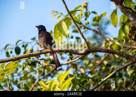 Un Bulbul à aération rouge se trouve sur une branche d'arbres en acajou à la lumière du jour, un ciel bleu sans nuages se trouve juste derrière l'arbre jube flou. Banque D'Images