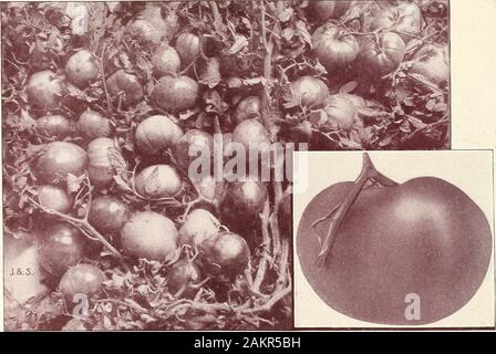 Jardin et farm manual : 1905 . SANTA ROSA-tomate culture principale de mammouth Trier il y a trois ans l'un de nos clients à Santa Rosa, en Californie, nous a envoyé quelques graines de cette newtomato précieux pour le procès. Nous avons trouvé de plus en plus sur une nouvelle race de tomates, différent de tous les autres en itsbrilliant untinged, couleur pourpre forme symétrique épais, solide, charnue et presque sans pépins chair. Wewere étonne également sa grande taille, éclipsant tous très grosses tomates comme Ponderosa, etat énorme d'autres nous avons déjà vu, de nombreux fruits de 5 à 6 pouces de diamètre et presque aussi profond à travers. C'est un tri pour la coated veryfine Banque D'Images