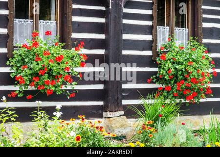 Pelargonium gîte Bohême du Nord Banque D'Images