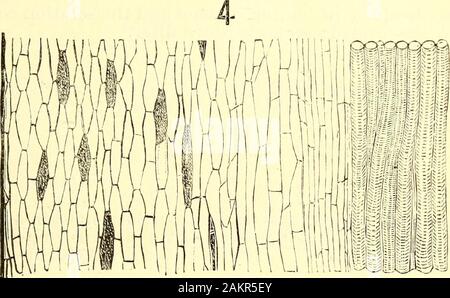 American Journal de Pharmacie . Am. Jour. Pharm.), juin 1881. / Sanguinaria canadensis. 275 Fig. 2 représente une section longitudinale du rhizome, la structure ?de qui peut être comprise à partir de l'ex2)lanation ci-dessus de la section. Fig. 3 représente une section transversale d'un areseen ; radicelles les navires d'être étroitement regroupées dans le centre, entouré par les tubes criblés, qui, comme ils deviennent plus retiré de ces navires, sont de quelques-quoi, mais légèrement, l'augmentation de diamètre. En dehors du noyau. sheaththe structure se compose de parenchyme, aplati et allongé, et cort-iaining cel de résine Banque D'Images