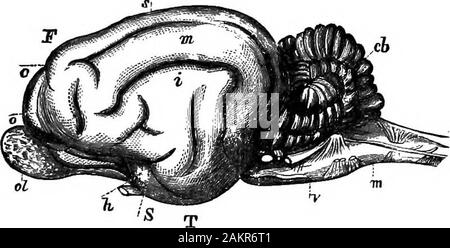 Première leçon de zoologie : adapté pour utilisation dans les écoles . Première 226 LESBOm en zoologie. le tronc. En outre, le chat attrape une souris ou un oiseau enfrappant à elle avec ses griffes tendues. Par conséquent, la. Banque D'Images