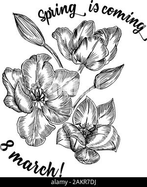 Fleurs de Printemps bouquet de tulipes sur fond blanc. Le style de dessin gravure en ligne. Nature botanique croquis réalistes pour motif floral de mariage Illustration de Vecteur