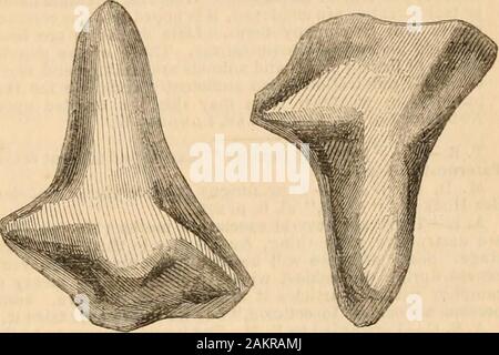 Hardwicke's science-gossip : un moyen d'échange et illustré les ragots pour les étudiants et les amoureux de la nature . Middleton, janvier,West Hartlepool. Les Œufs d'escargot.-Si C. L. a une hisaquarium watcr-snads dans l'aquarium, il se plaint de la lutte antiparasitaire d'isprobably-escargot frayer. J'ai souvent remarqué itin mon aquarium ; mais je n'ai jamais enlevé, comme l'fishused à se nourrir sur elle avec avidité. Le mollusque J'alludeto est dans l'étang ou d'un escargot (Limncea-stag-nalis) ; et à l'appui de ma théorie je cite le de Woods- Theeggs : histoire naturelle de l'étang-arc escargot portées en rubans de transpa-gélatineux louer Banque D'Images