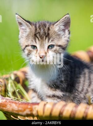 Chaton assis dans un panier, animal portrait, Allemagne Banque D'Images