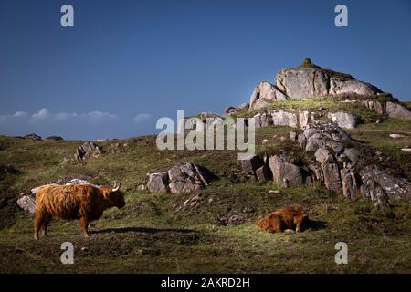 Vaches des Highlands sur Mull Ecosse Banque D'Images