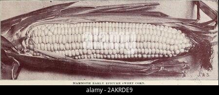 Jardin et farm manual : 1905 . peep o jour maïs sucré. Au début de mammouth UNE Large-Eared Epicure Maïs sucre délicieux maïs sucré. Notre Floracroft à motifs d'essai, nous avons eu à l'essai pour deux ans un très jeune, un grand hibou qui sugarcorn a impressionné-nous chaque année comme étant une nouvelle sorte de Sterling. Elle mûrit plusieurs daysearlier de Crosby, mais avec les oreilles de 8 à 10 pouces de long, avec 10 à 12 lignes de grain à l'oreille.Il a une saveur riche et sucrée, ce qui le rend utile à la maison, le jardin et sa grande taille et bien filledears une commande vente rapide dans tout marché où une lusciou Banque D'Images