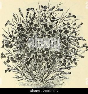 Dreer's Liste des prix de gros pour 1904 : serre jardin décoratif hardy et d'autres plantes bulbes outils, engrais, insecticides, divers articles, etc . 0 $ (SeeO2. |o 10401515 I 50 Lavandula vera. La lavande vraie . Linaria. Cymbalaria Kenilworth (Ivy) alba. Blanc .  ?5 30 1 25 I 50 Lobelia. Oz. Toutes les variétés sont utilisées pour la literie, des vases, etc. Le varietiesSpeciosa et gracilis, sont d'une habitude et sont spécialement suitedfor paniers suspendus, etc. Les semences doivent être semées tôt. Il germinateseasily quicklv et mais prend un certain temps de les obtenir anv taille. Tr. pkt.Crystal Palace Compacta. Meilleur dwarf Banque D'Images