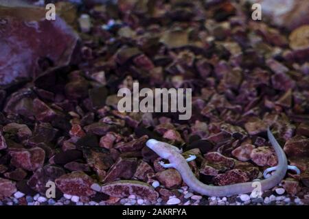 Aveugles Proteus salamandre rose préhistorique dans la grotte de l'eau dans la slovénie Banque D'Images