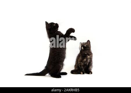 Noir et noir écaille de chatons British Shorthair, jouant sur les pattes de derrière Banque D'Images