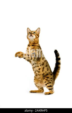 BENGAL BROWN SPOTTED TABBY chat domestique, debout sur ses pattes de ADULTES Banque D'Images