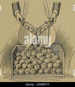 [Culture] Fruits . Fig. 3. Fig. 4 Apple pickers font souvent usage d'un sac de grain à deux boisseaux cueillette asa réceptacle. Le sac est porté par ineans d'une petite récolte d'Apple, l'entreposage, l'§7 corde ou sangle, qui est lié à un nouveau venu du sac à chaque endand jeté sur une épaule du prélèvement, comme montré dans Fig. 5.Un tel réceptacle est pratique, puisque les deux mains sont libres d'faisonsle picking, mais le fruit dans le sac est presque sûr d'être bruisedby les mouvements de la sélection. Pour cette raison, les sacs sont Banque D'Images