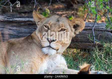 Lioness (Panthera leo) assis dans l'ombre en concession Khwai, Okavango Delta, Botswana, Afrique du Sud Banque D'Images