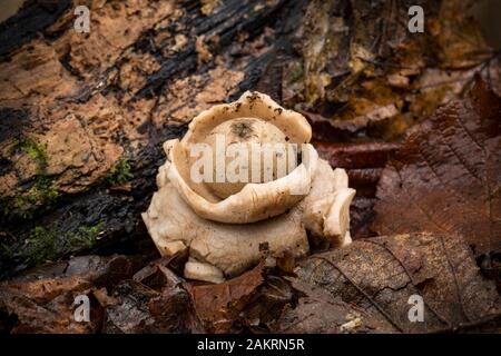 Un Earthstar Collared, Geastrum triplex, a trouvé la croissance au début de janvier dans des bois décidus. North Dorset Angleterre Royaume-Uni GB Banque D'Images