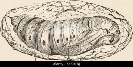 L'entomologie pour les débutants ; pour l'utilisation de jeunes gens, fruitgrowers, les agriculteurs et les jardiniers ; . Banque D'Images