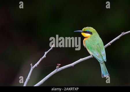 Peu Guêpier (Merops pusillus), perché, Masai Mara, Kenya. Banque D'Images