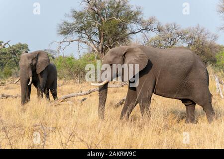 Paire de bull mature éléphants (Loxodonta Africana) debout dans un espace ouvert de broussailles en concession Khwai, Okavango Delta, Botswana, Afrique du Sud Banque D'Images