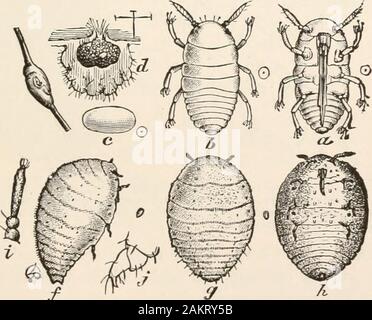 L'entomologie pour les débutants ; pour l'utilisation de jeunes gens, fruitgrowers, les agriculteurs et les jardiniers ; . FIG. 254.-Hop-ver, la pupe et l'espèce ; tous les grandeur nature. de nouveau en juillet et août, hop-feuilles sont dévorés byactive, mince, des chenilles vertes, mais pairsof avec quatre pattes abdominales. Recours. main et secouer vigoureusement les vignes twicea jour, ainsi que les vignes de pulvérisation avec de l'huile de baleine, de savon sont souhaitables. Un préjudice à la vigne raisin.La Phylloxera phylloxérique (Planchon).-Par. FIG 255 -le phylloxéra, forme des feuilles d'ailes, a, en vertu de, 6, supérieure, côté de larve nouvellement éclos des oeufs ; c- d, section Banque D'Images