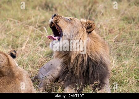 Lion mâle avec la bouche ouverte à côté de lionne (Panthera leo) reposant dans un espace ouvert de broussailles en concession Khwai, Okavango Delta, Botswana, Afrique du Sud Banque D'Images
