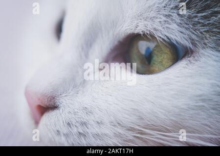 Chaton adorable visage. Macro portrait d'un chat. Banque D'Images