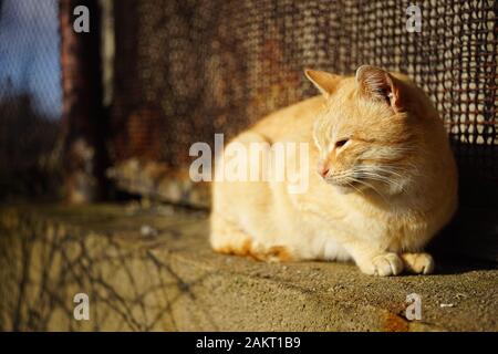 Heureux le gingembre cat vous détendre dans un jardin ensoleillé sur la clôture en pierres, animal de détente en plein air. Banque D'Images