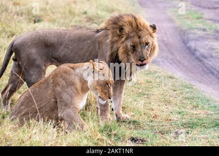 Male lion (Panthera leo) debout à côté de la lionne dans la pluie à côté de la voie dans la Concession Khwai, Okavango Delta, Botswana, Afrique du Sud Banque D'Images