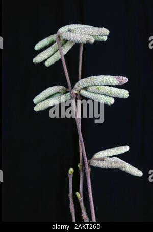 Conteneurs de semences d'arbres d'aulne sur les branches forestières. Macro nuit sur fond noir. Banque D'Images