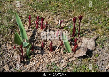 Les premières choux de tulipes et de pivoines fleurs sur la pelouse ensoleillée du printemps avril Banque D'Images