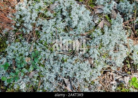 Le lichen Cladonia rangiferina. Lichen gris de rennes. Belle mousse de forêt de couleur pâle croissant dans les climats chauds et froids. Le cerf, le caribou de la mousse. Banque D'Images