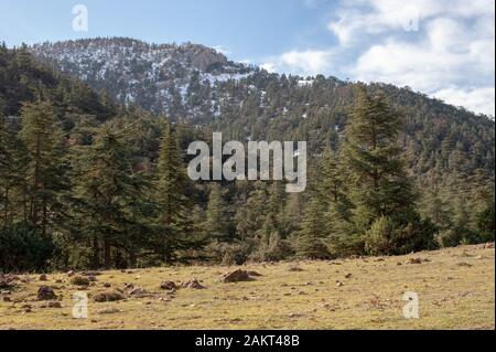 belle image de montagne et d'arbres dans le parc national de belezma Banque D'Images