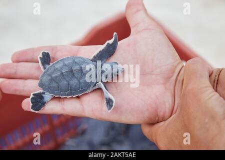 Tenir une petite tortue Loggerhead avant de la libérer sur une plage à Cancun, au Mexique Banque D'Images