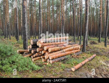 10 janvier 2020, le Brandebourg, Grünheide : pins abattus se trouvent dans la forêt sur le futur site de l'Tesla-Gigafactory. Dans une grande forêt, à l'Est de l'autoroute A10, l'anneau de Berlin nous fabricant de voitures électriques Tesla envisage de construire une gigafactory. Dans une première phase à partir de l'été 2021, modèle 150 000 3 et Y voitures électriques doivent être construits il y a chaque année. Photo : Patrick Pleul/dpa-Zentralbild/dpa Banque D'Images