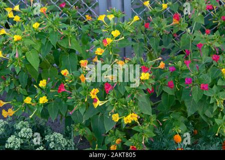 Close-up fleurs rouge et jaune des plantes ornementales Mirabilis jalapa plante en flash. Banque D'Images