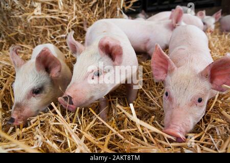 Les porcelets à un assuré la RSPCA haute ferme bien-être accrédités. Norwich. United Kingdom. Banque D'Images